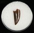 Raptor Tooth From Morocco #5066-1